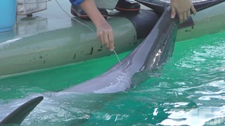 しながわ水族館 (2017年11月26日)