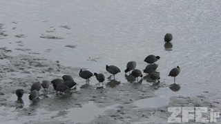 東京港野鳥公園 (2018年12月2日)