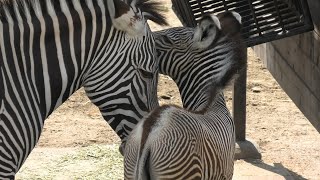 京都市動物園 (2020年9月1日)