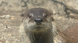 MORIOKA ZOOLOGICAL PARK (April 12, 2019)
