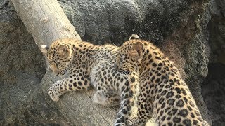 神戸市立 王子動物園 (2019年11月8日)