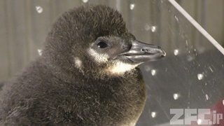SUMIDA AQUARIUM (May 13, 2018)