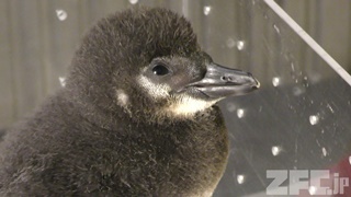 すみだ水族館 (2018年5月13日)