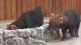 KOBE ANIMAL KINGDOM (October 24, 2021)
