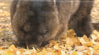 五月山動物園 (2020年12月23日)