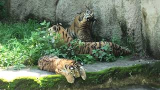 浜松市動物園 (2021年7月25日)