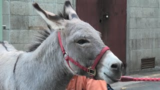 神戸市立王子動物園 (2020年9月28日)