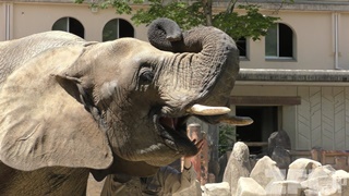 Hiroshima City Asa Zoological Park (May 20, 2018)