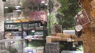 Tropical GEM Tanuki-kouji Jungo (June 13, 2019)