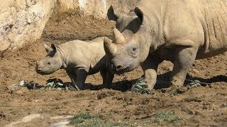 YAGIYAMA ZOOLOGICAL PARK (April 13, 2019)