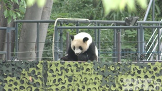 上野動物園 (2018年5月26日)