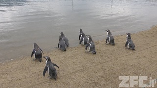 Nagasaki Penguin Aquarium (December 24, 2017)
