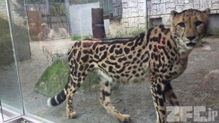 多摩動物公園 (2017年8月27日)