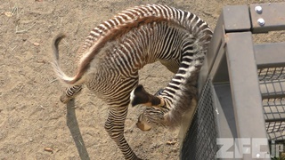 京都市動物園 (2017年11月5日)