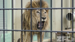 京都市動物園 (2019年1月26日)