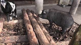 KUJU NATURAL ZOO (December 6, 2019)