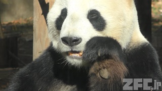 上野動物園 (2017年12月17日)