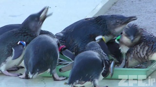 Tokyo Sea Life Park (December 17, 2017)