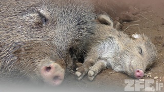 大宮公園小動物園 (2018年7月21日)