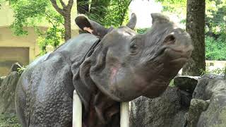 東山動植物園 (2021年7月22日)