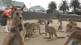 響灘緑地グリーンパーク・ひびき動物ワールド (2019年4月25日)