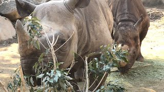 天王寺動物園 (2020年12月23日)