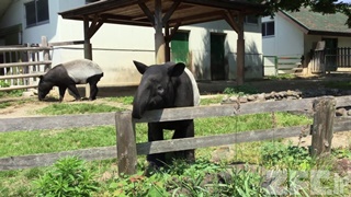 東武動物公園 (2017年5月20日)