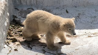 天王寺動物園 (2021年3月23日)