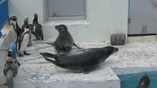 わっかりうむ ノシャップ寒流水族館 (2019年6月23日)