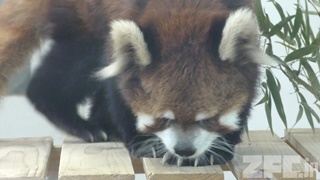 大崎公園 子供動物園 (2018年7月21日)