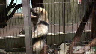 上野動物園 (2017年8月9日)