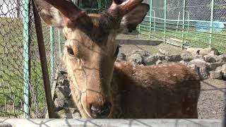 栗山公園 なかよし動物園 (2019年6月18日)