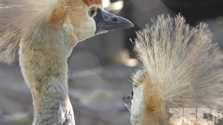 天王寺動物園 (2017年11月3日)