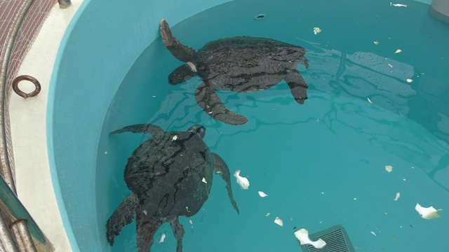 Galápagos green turtle