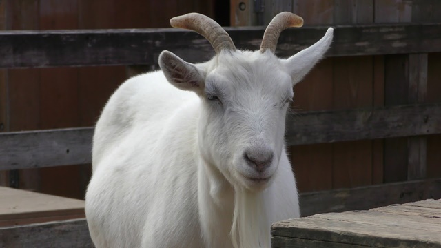 Saanen goat