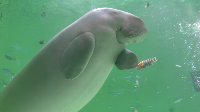 Dugong