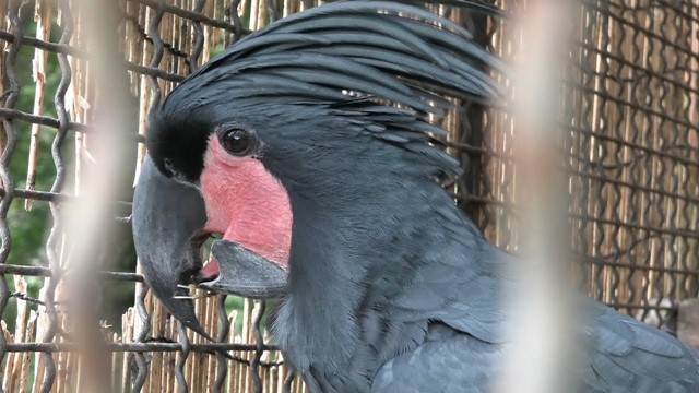 Palm cockatoo