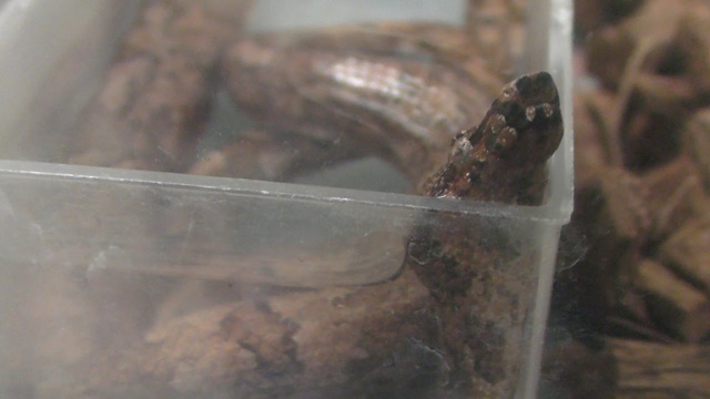 Pacific ground boa