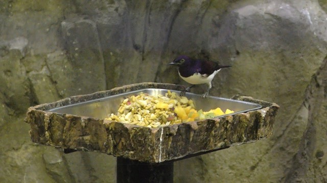 Violet-backed starling