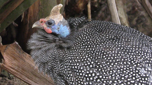 Helmeted guineafowl