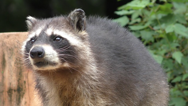 Common raccoon