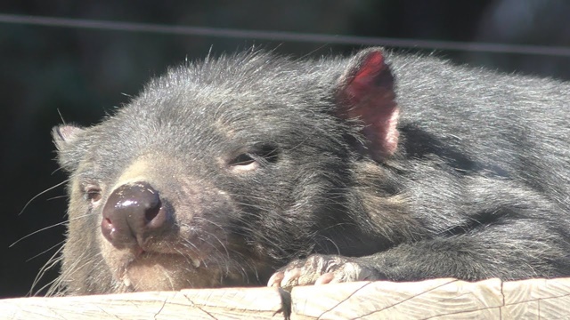 Tasmanian devil