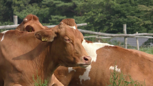 Guernsey cattle