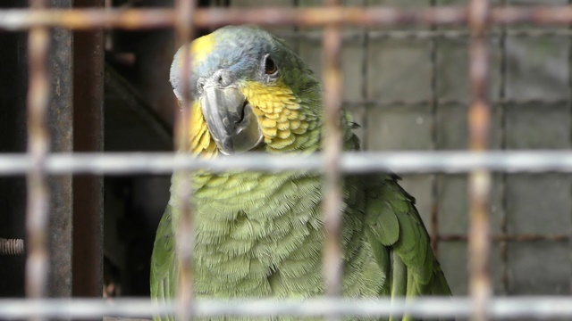 キソデボウシインコ