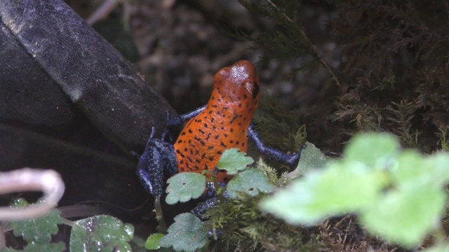 Strawberry poison frog