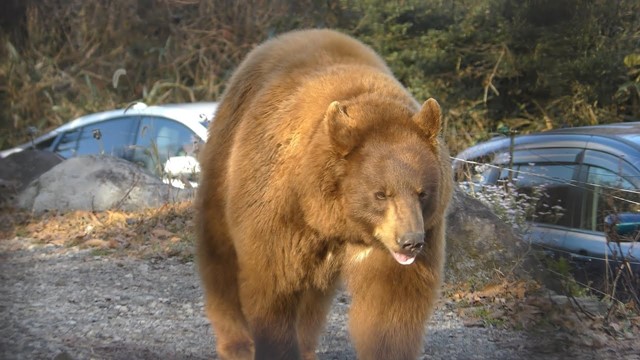 アメリカグマ