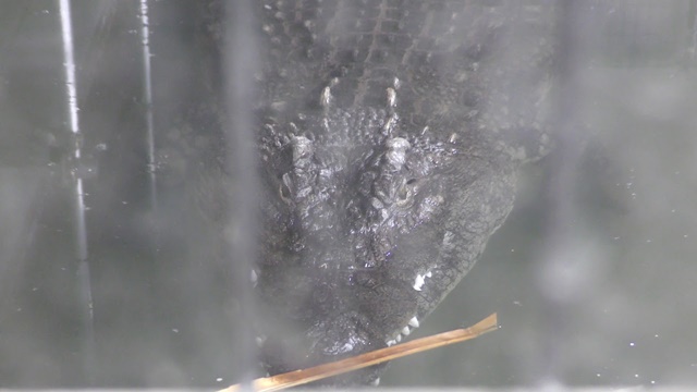 Mugger (palustris)
