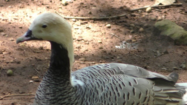 Emperor goose