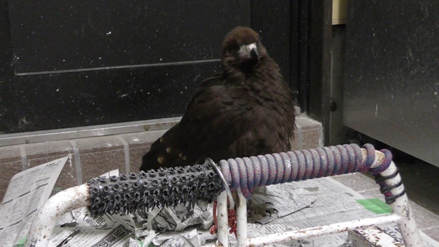 Mountain caracara