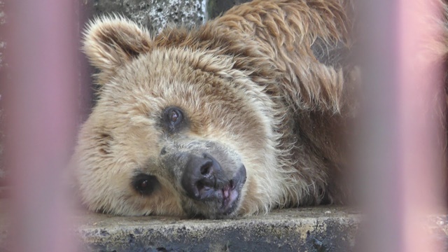 Kodiak bear